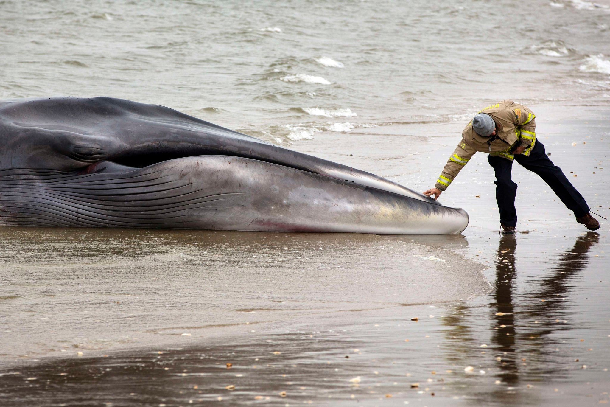 кит выброшенный на берег