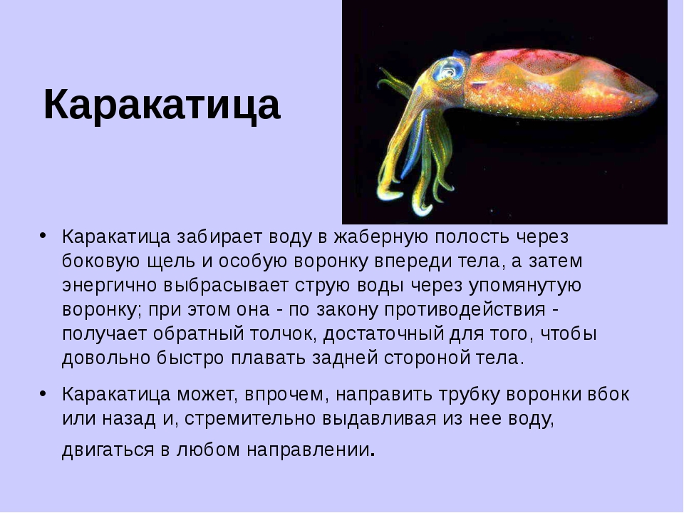 Интересные факты о кальмарах