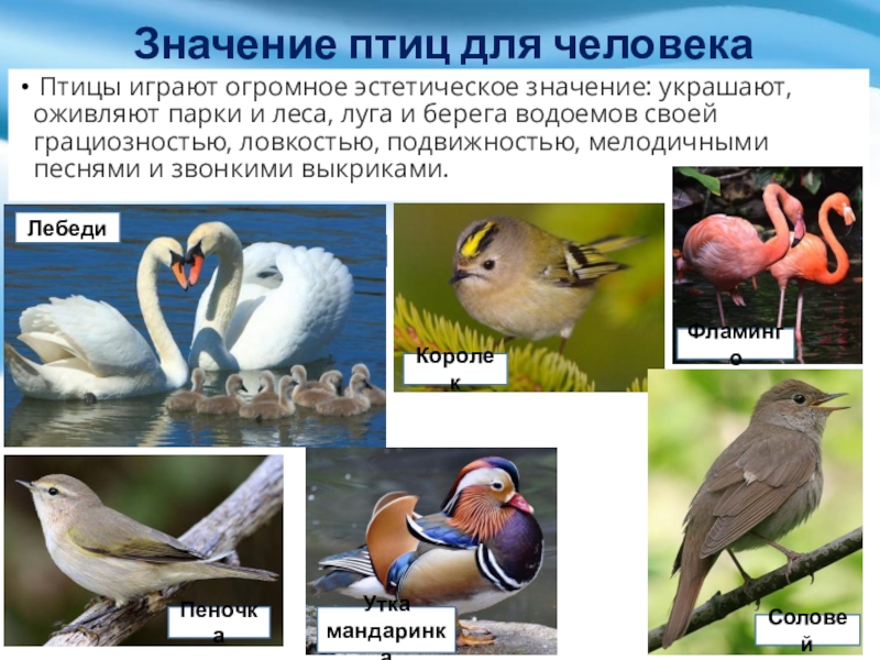 Значение птиц в природе 7 класс. Птицы в жизни человека и природы. Значение птиц. Разнообразие птиц. Экологические группы птиц.