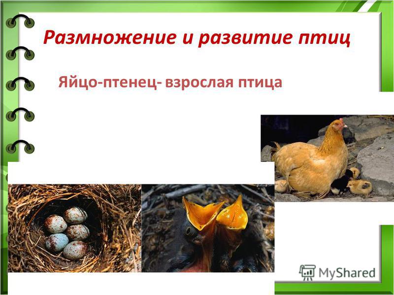 Определите тип развития птенцов. Развитие птиц. Размножение птиц. Строение птиц размножение. Класс птицы размножение.