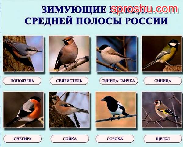 Птицы, проживающие в средней полосе россии