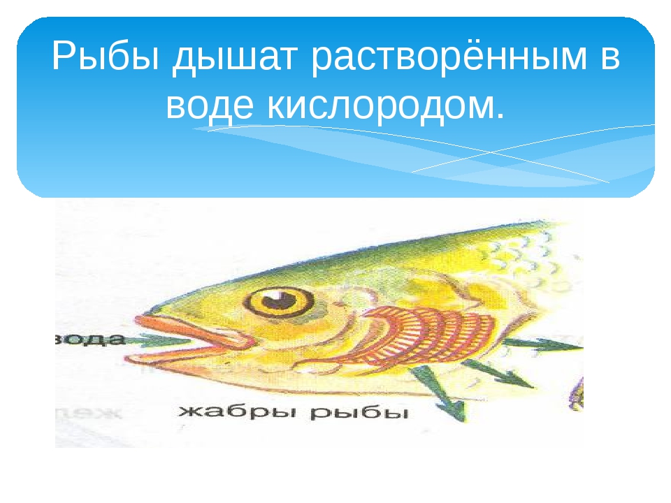 Рыба в воде слова