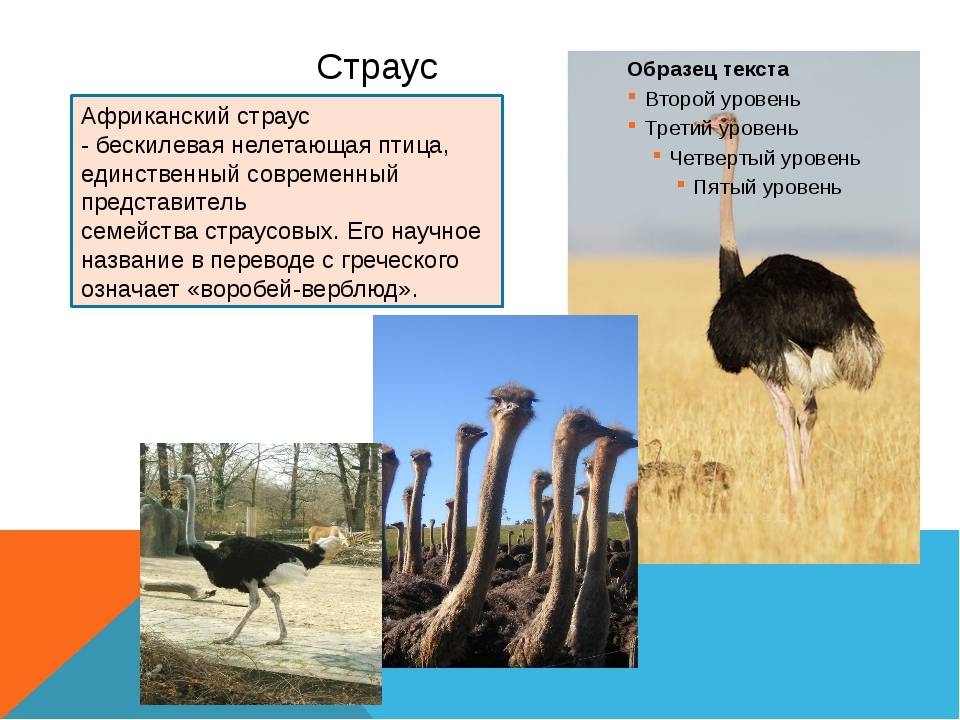Самые известные виды страусов