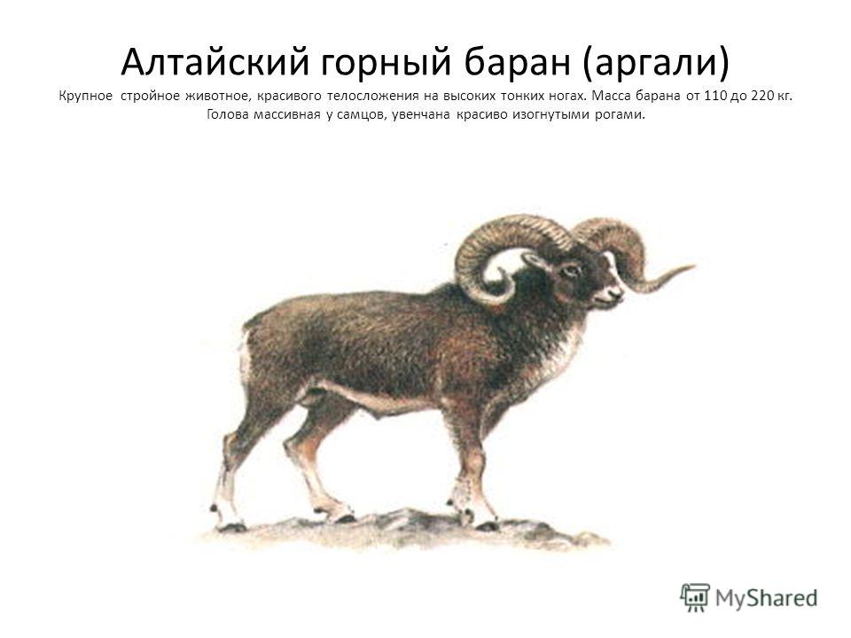 Алтайский горный баран, аргали, алтайский архар