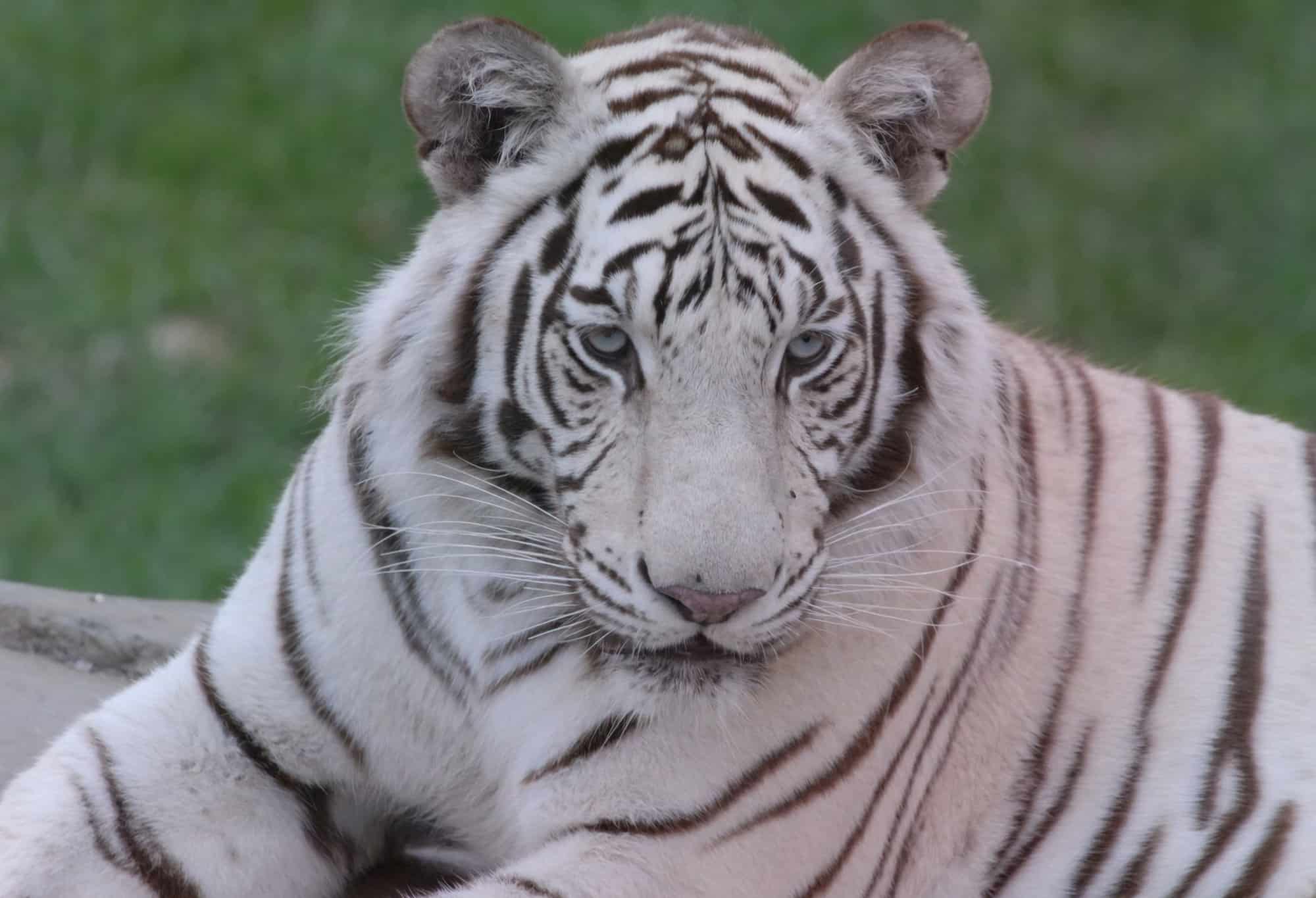 Бенгальские тигры пенза. Белый бенгальский тигр. Бенгальский тигр бенгальский тигр. Бенгальский длиннопенисный тигр. Королевский тигр белый.