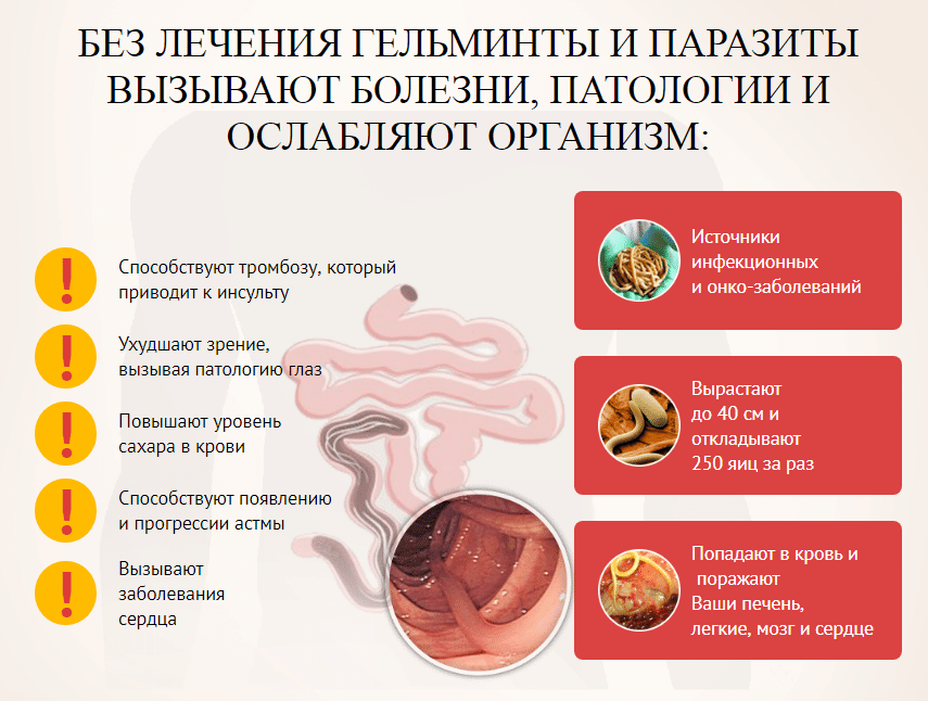 Глисты у кроликов: симптомы и лечение, дегельментизация и народные глистогонные средства
