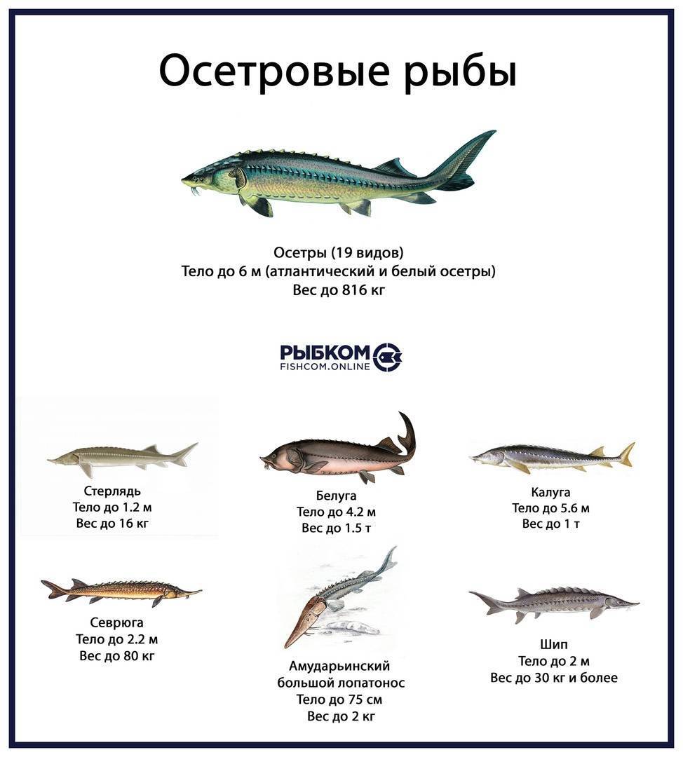 Редкие виды рыб которые занесены в красную книгу россии