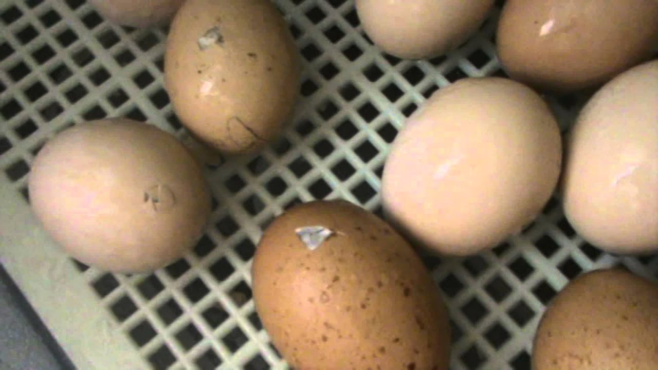Сколько времени вылупляются из яйца цыплята