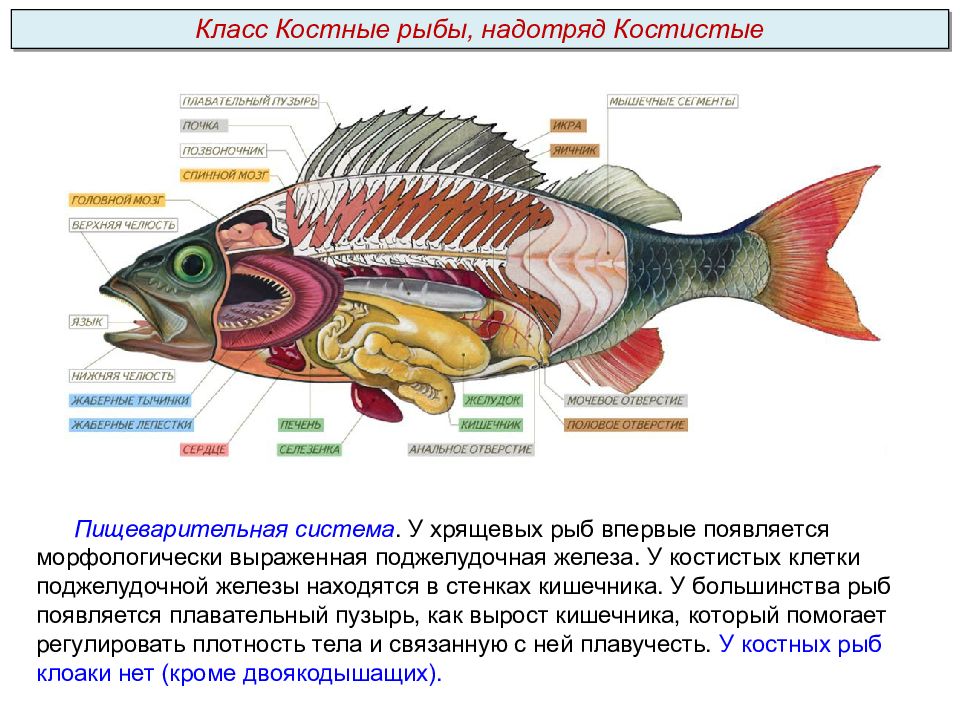 Рыбы в биологии - разновидности, внутреннее и внешнее строение