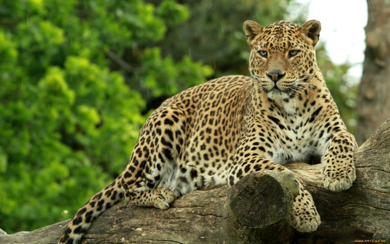 Леопард – виды и фото