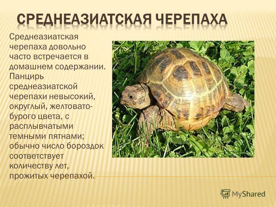 Презентация виды черепах