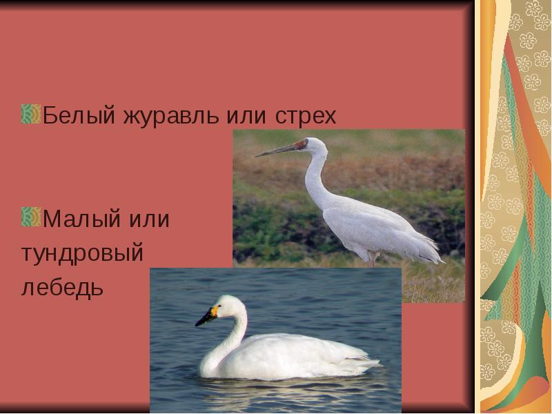 Обзор породы малый тундровый лебедь, почему вид занесен в красную книгу, фото птиц