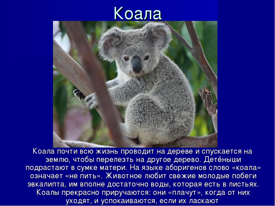 Коала презентация 7 класс