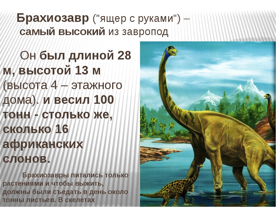 Опиши динозавра. Брахиозавр описание для детей. Рассказ о динозавре Брахиозавр. Брахиозавр сообщение 5 класс. Брахиозавр доклад 1 класс.