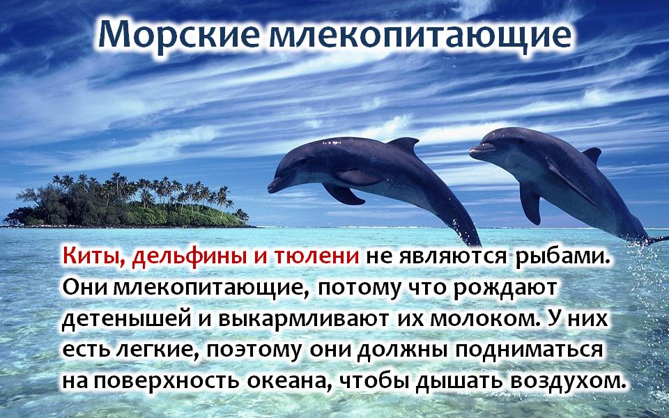Дельфин относится к группе животных. Морские млекопитающие Дельфин. Всемирный день морских млекопитающих. День дельфинов. Интересные факты о китах и дельфинах.