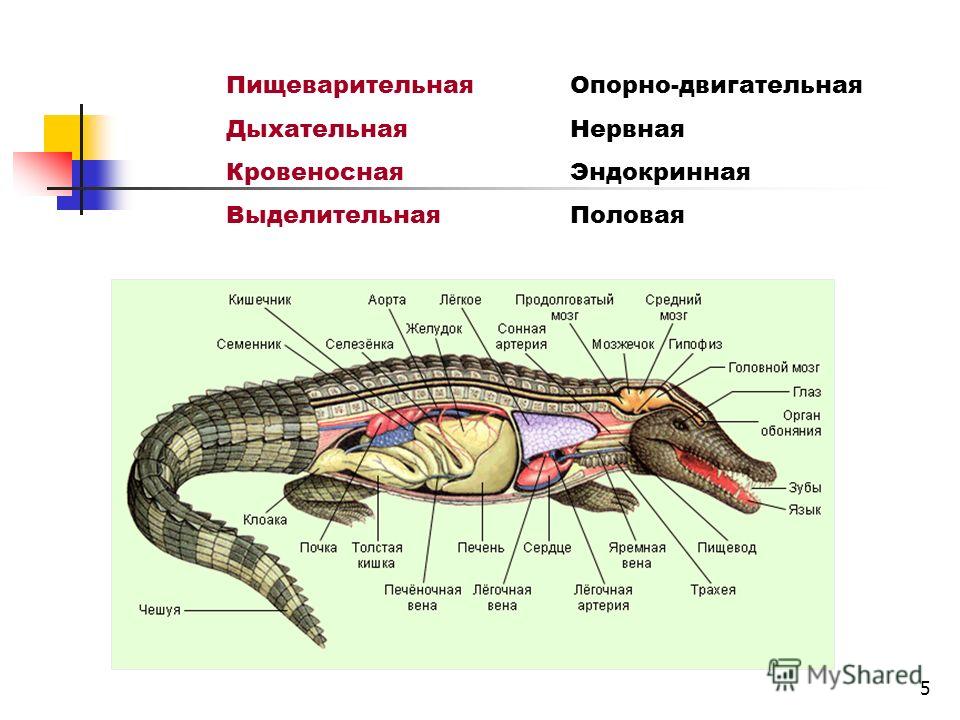 Схема какой системы органов животных показана на рисунке 3 пищеварительная выделительная нервная