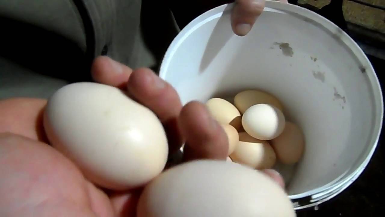 Кура несет мелкие яйца. Куры несут яйца. Тонкая скорлупа у куриных яиц. У кур тонкая скорлупа яиц.