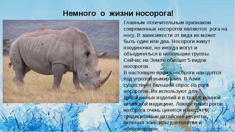 Носорог природная зона. Носорог доклад. Белый носорог описание. Доклад о белом носороге. Рассказ про носорога.