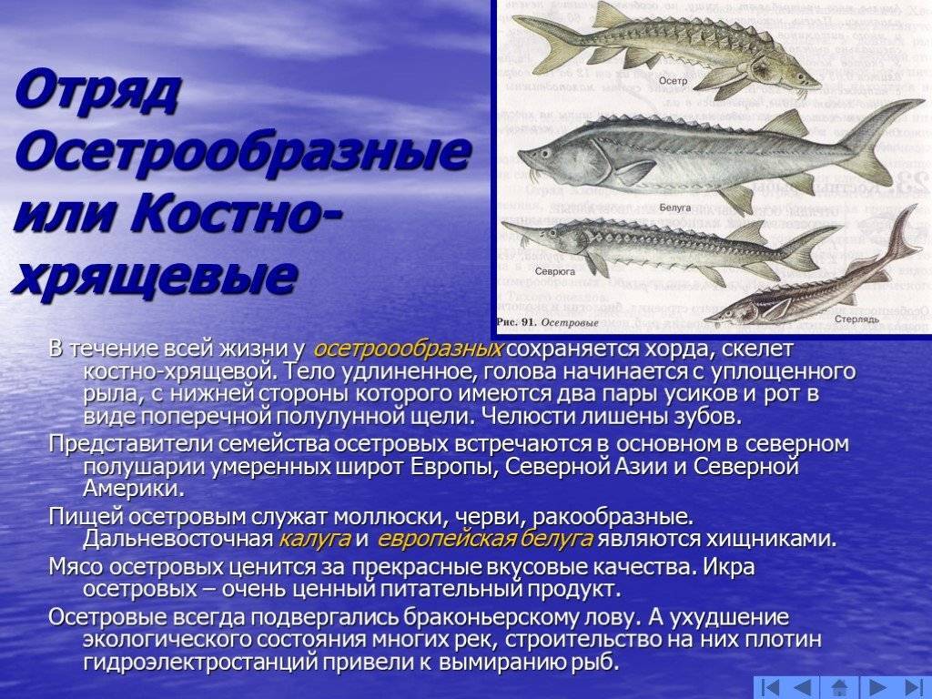 Как и где поймать осетра в россии: полезные советы рыбаков
