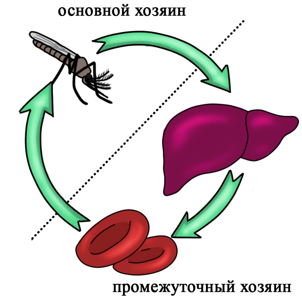 Какой цифрой обозначен на рисунке окончательный хозяин малярийного плазмодия