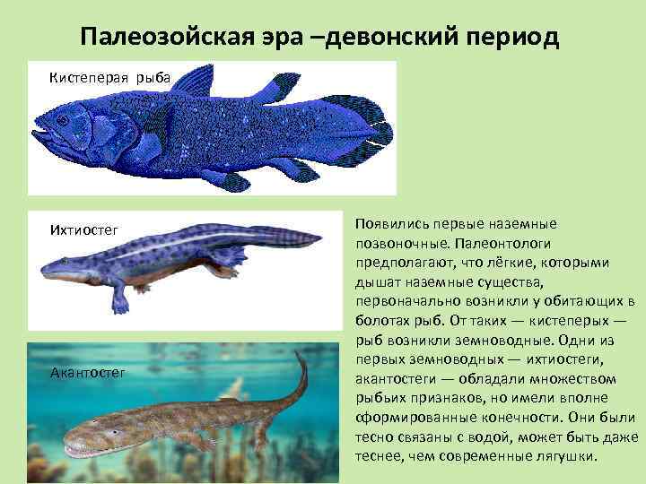 Появление кистеперых рыб. Палеозойская Эра Девонский период рыбы. Латимерия Эволюция. Кистеперые рыбы Эра.