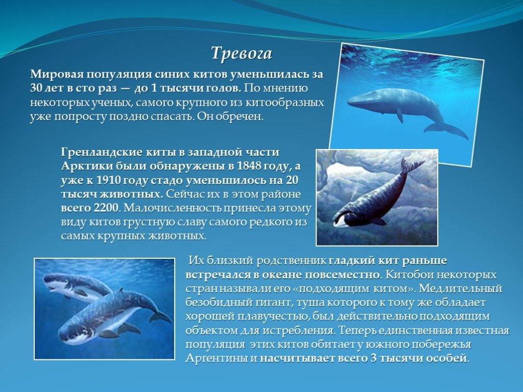 Физиологические признаки синего кита. Синий кит. Синий кит презентация. Презентация на тему киты. Презентация про китов.
