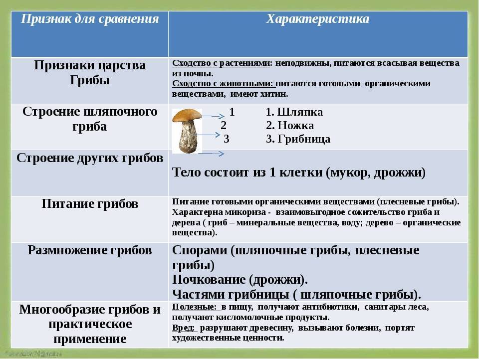 Таблица сравнения грибов