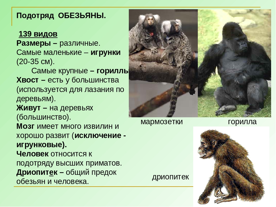 Урок обезьяны