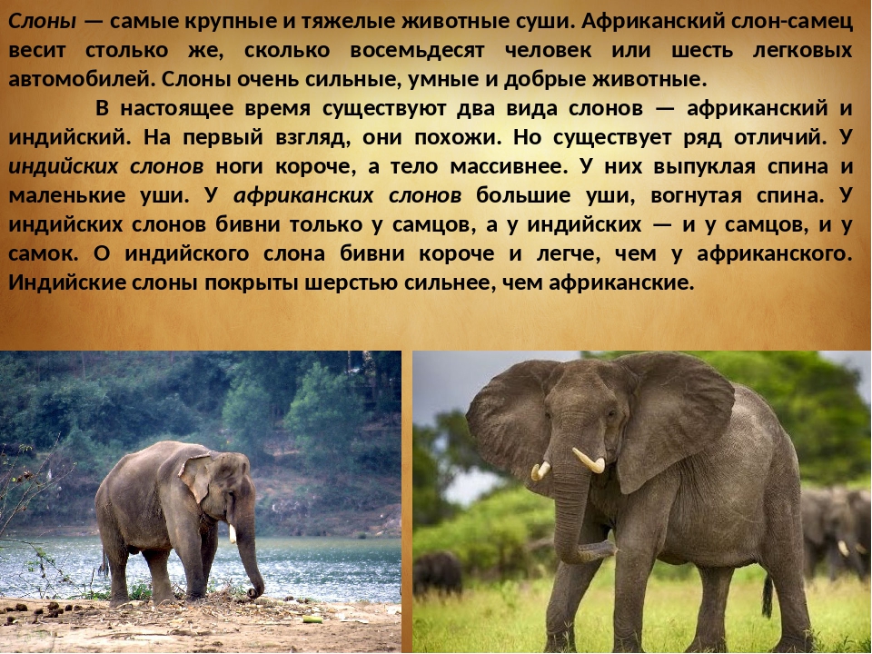 Африканские и индийские слоны 1 класс. Слон Африканский рассказ для детей 1 класса. Описание слона. Кратко о слонах. Описать слона.