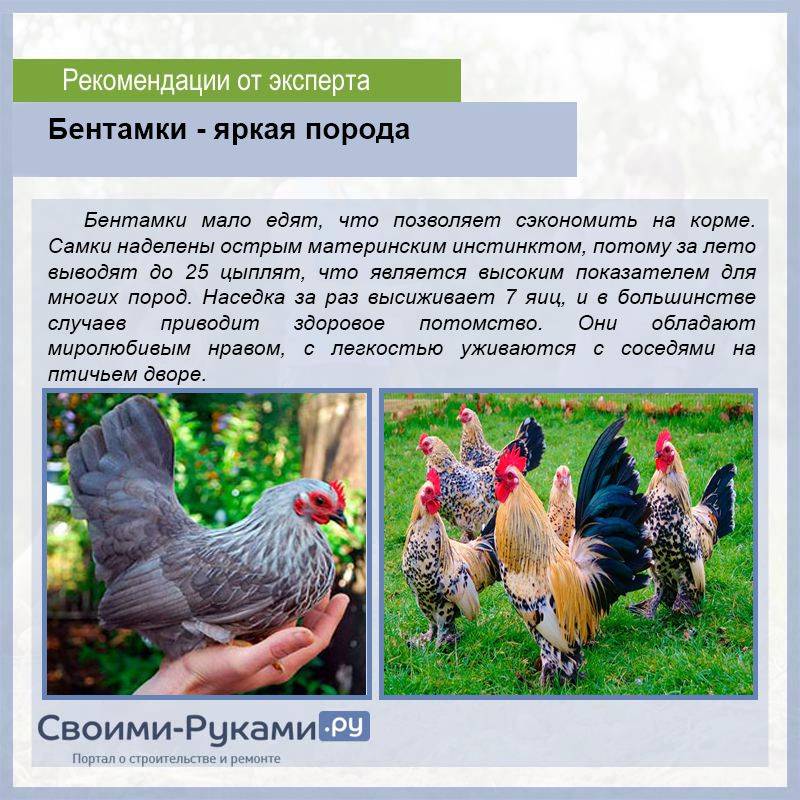 Породы кур: яичные, мясные, мясо-яичные, декоративные с фото
