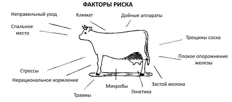 Мастит у козы лечение в домашних условиях