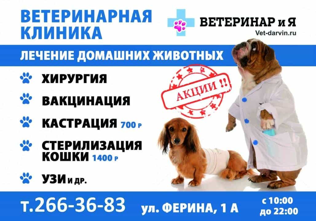 Телефон ветеринарной лечебницы. Ветеринарная клиника Ижевск Воткинское шоссе. Реклама ветеринарной клиники. Ветеринарная клиника баннер. Реклама в ветклинике.