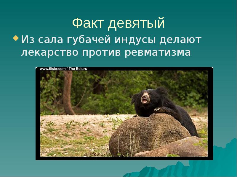 Медведь