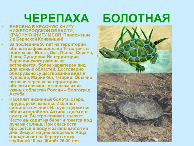 Европейская болотная черепаха: описание и образ жизни