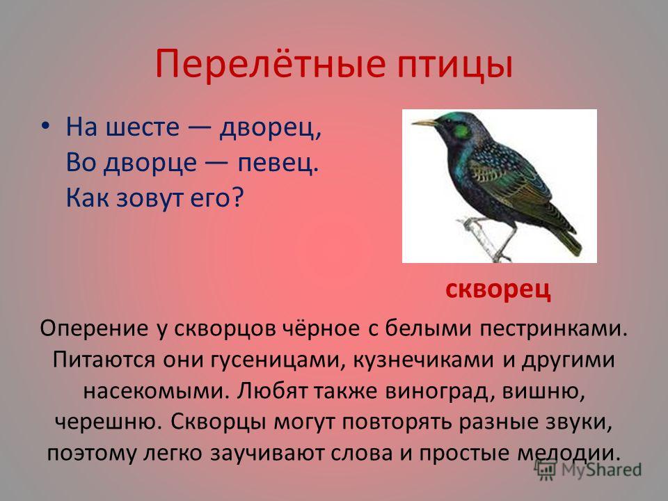 Сообщение о птице 2 класс. Перелетные птицы. Информация о перелетных птицах. Рассказ о перелетных птицах. Сообщение о перелетных птицах.