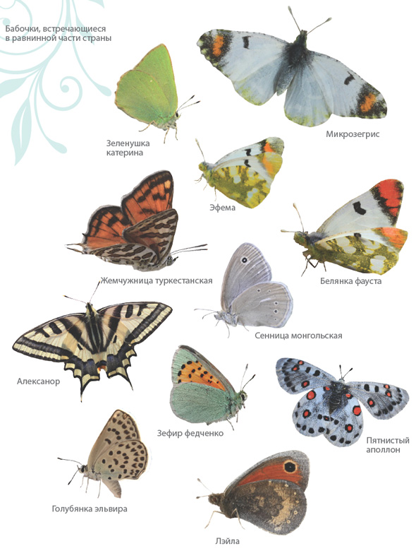 Бабочки фото и описание и название