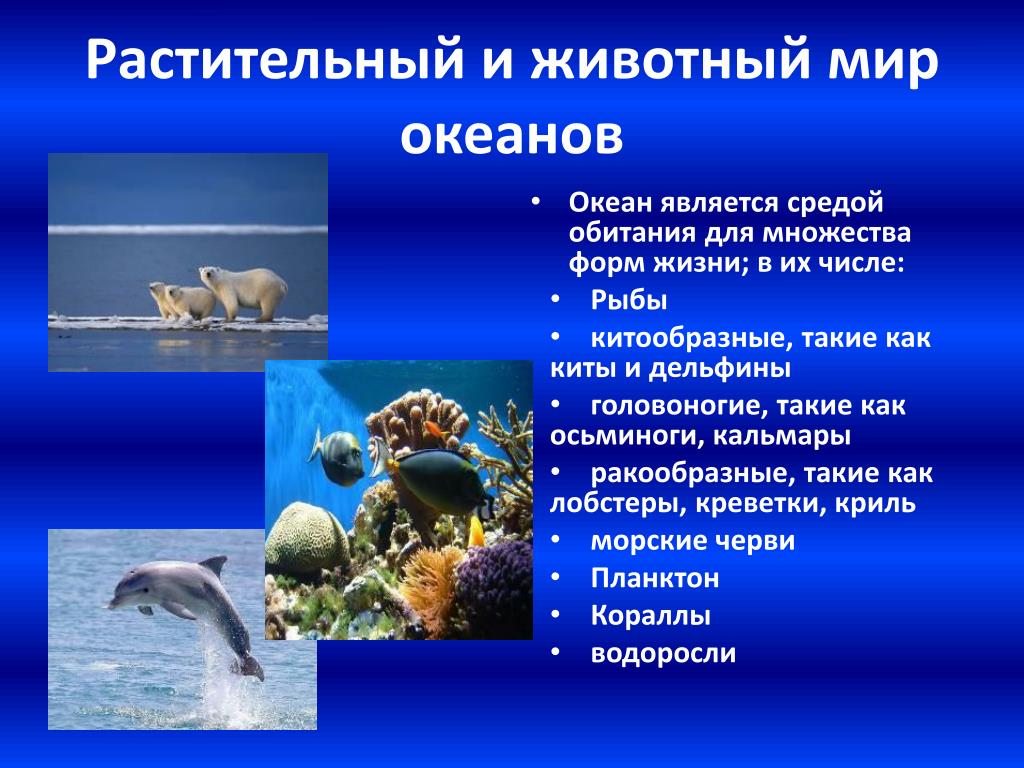 Приспособление живых организмов в океане. Животные и растения моря. Сообщение о водном обитателе. Животный и растительный мир океанов.