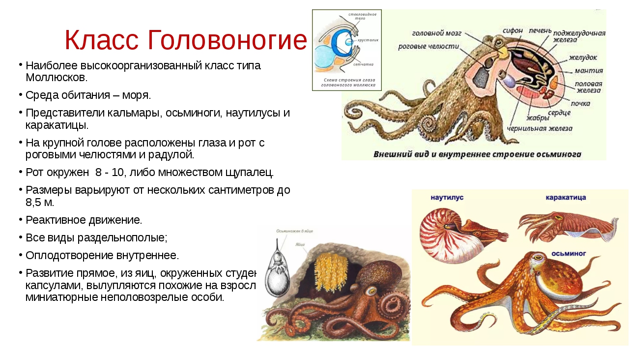 Какой тип питания характерен для каракатицы лекарственной изображенной на рисунке