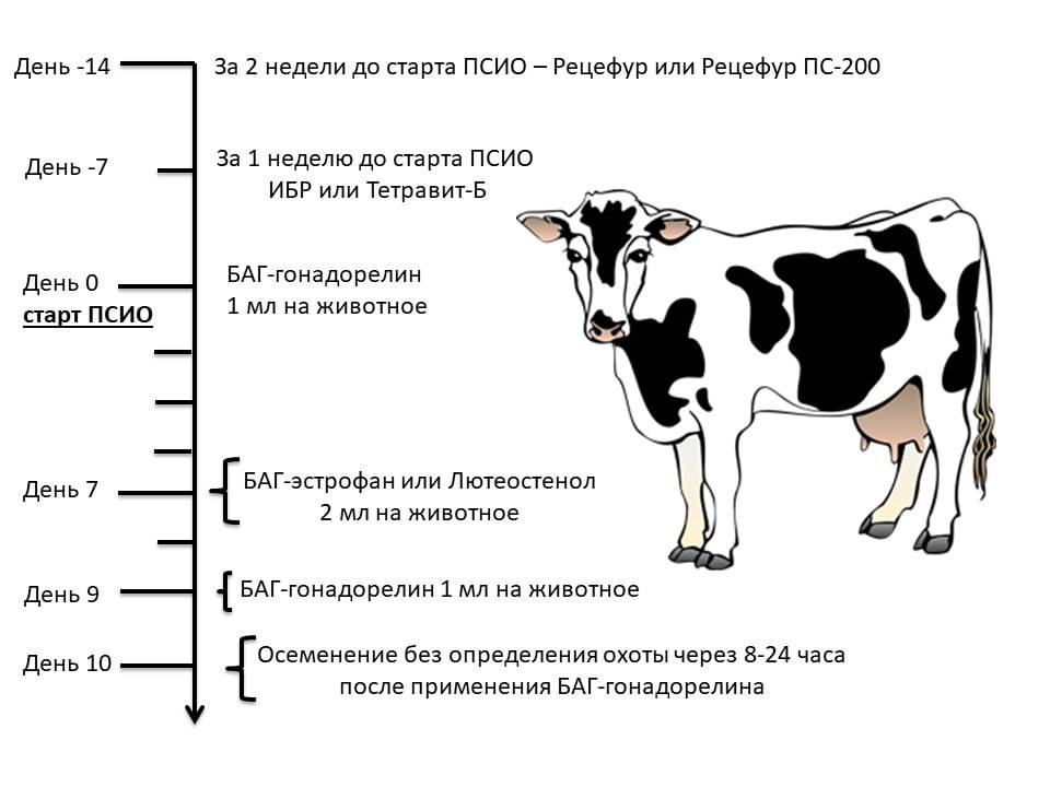 Схема отела коров в числах