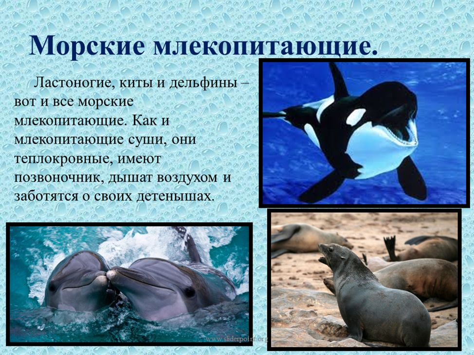 Рыба балтийского моря список – салака семейство