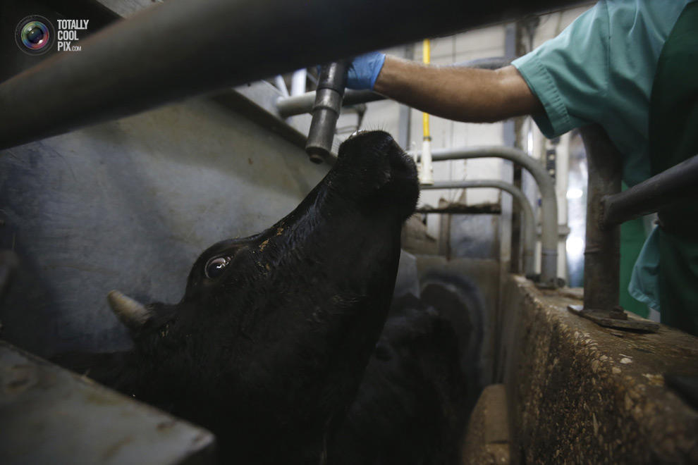 Важные вопросы на мини-ферме для коров: как зарезать и разделать корову?