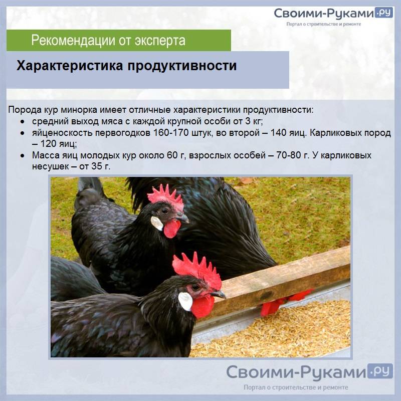 Черная курица характеристика. Породы кур несушек Московская. Московская чёрная порода кур яйценоскость. Породы продуктивности кур. Курица породы Московская черная.