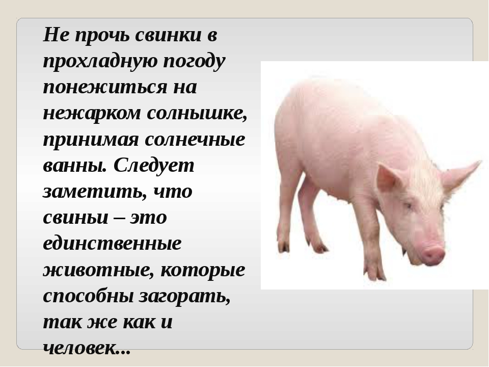 Свинья окружающий мир 3 класс. Свинья. Сообщение о домашних животных свинья. Описание свиньи. Свинья описание свиньи.