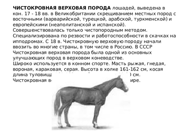 Английская скаковая лошадь: характеристика, содержание и уход