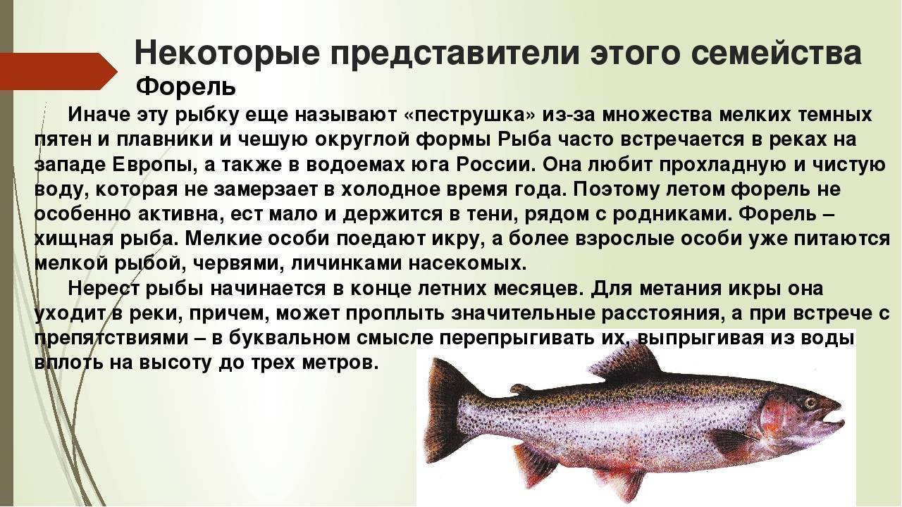 Камчатская рыба микижа