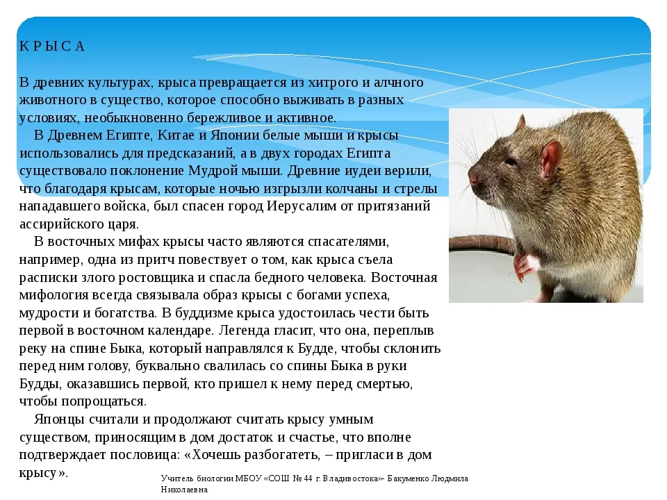 Почему крысы боятся. Интересные факты о крысах. Необычные и интересные факты о крысах. Крымы интересные фактв. Доклад про домашних крыс.