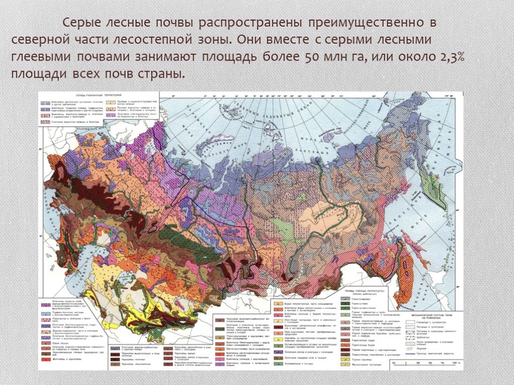 Серые бурые лесные почвы природная зона. Черноземная зона России. Серые Лесные почвы распространение. Светло-серые Лесные почвы разрез. Серые Лесные почвы лесостепной зоны.