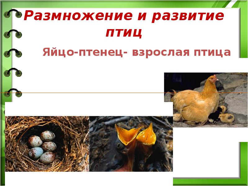 Тест размножение птиц. Развитие птиц. Размножение и развитие птиц. Особенности развития птиц. Особенности размножения птиц.