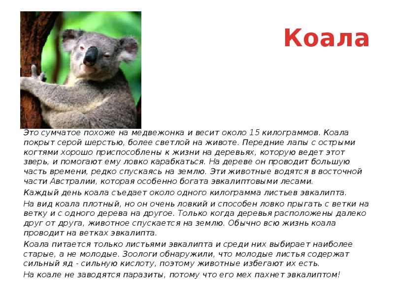 Коала проект 3 класс