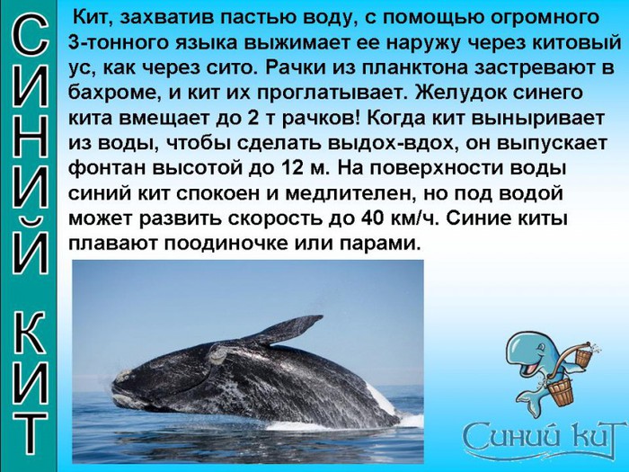 Презентация про синего кита